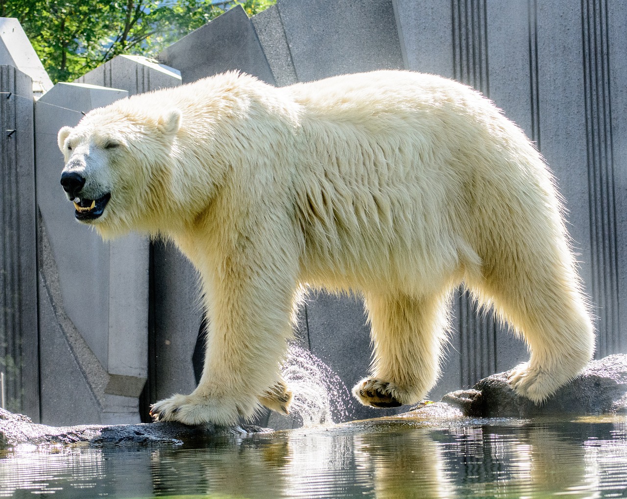 polar bear