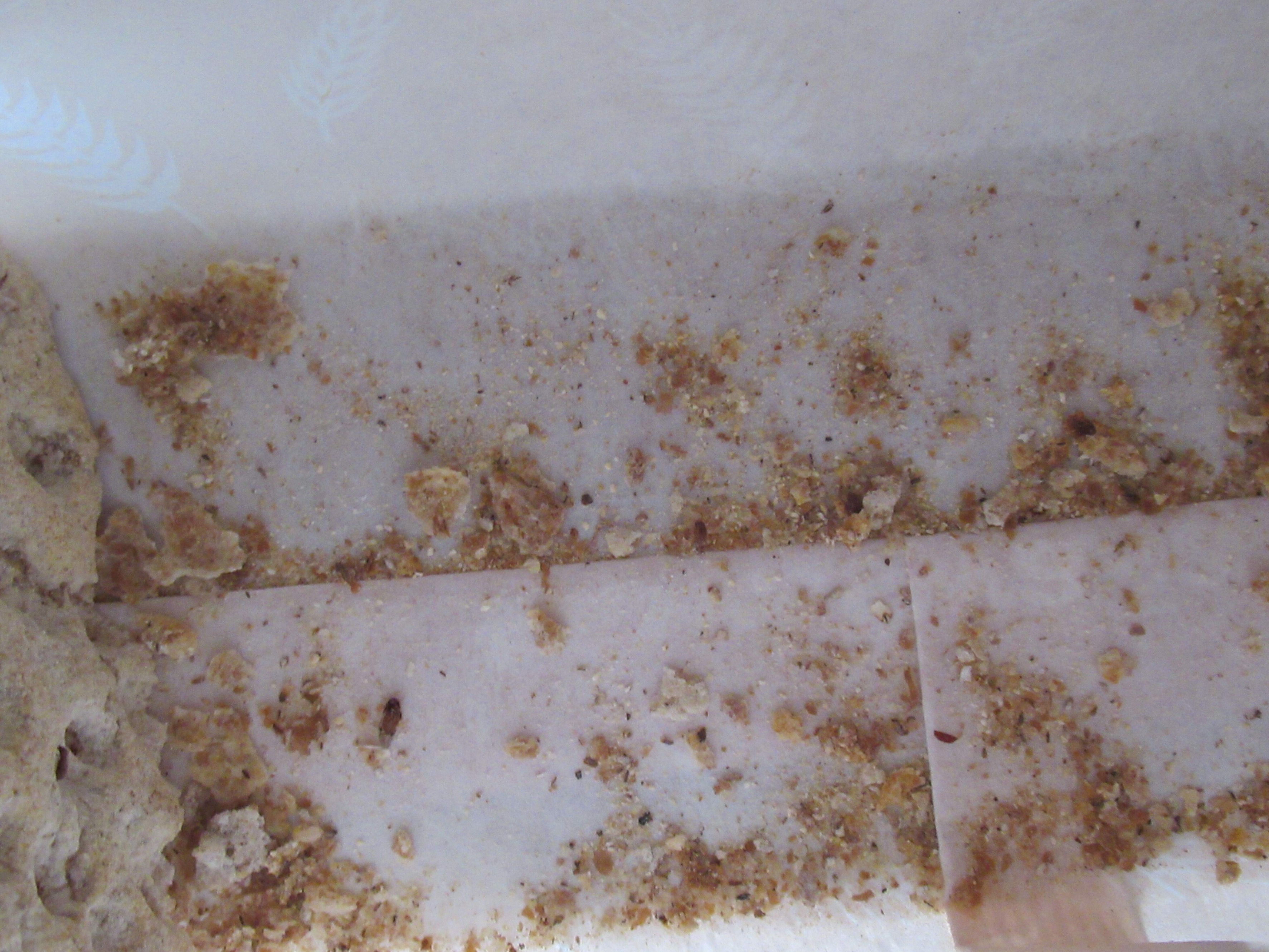 weevil-infested Wasa bag
