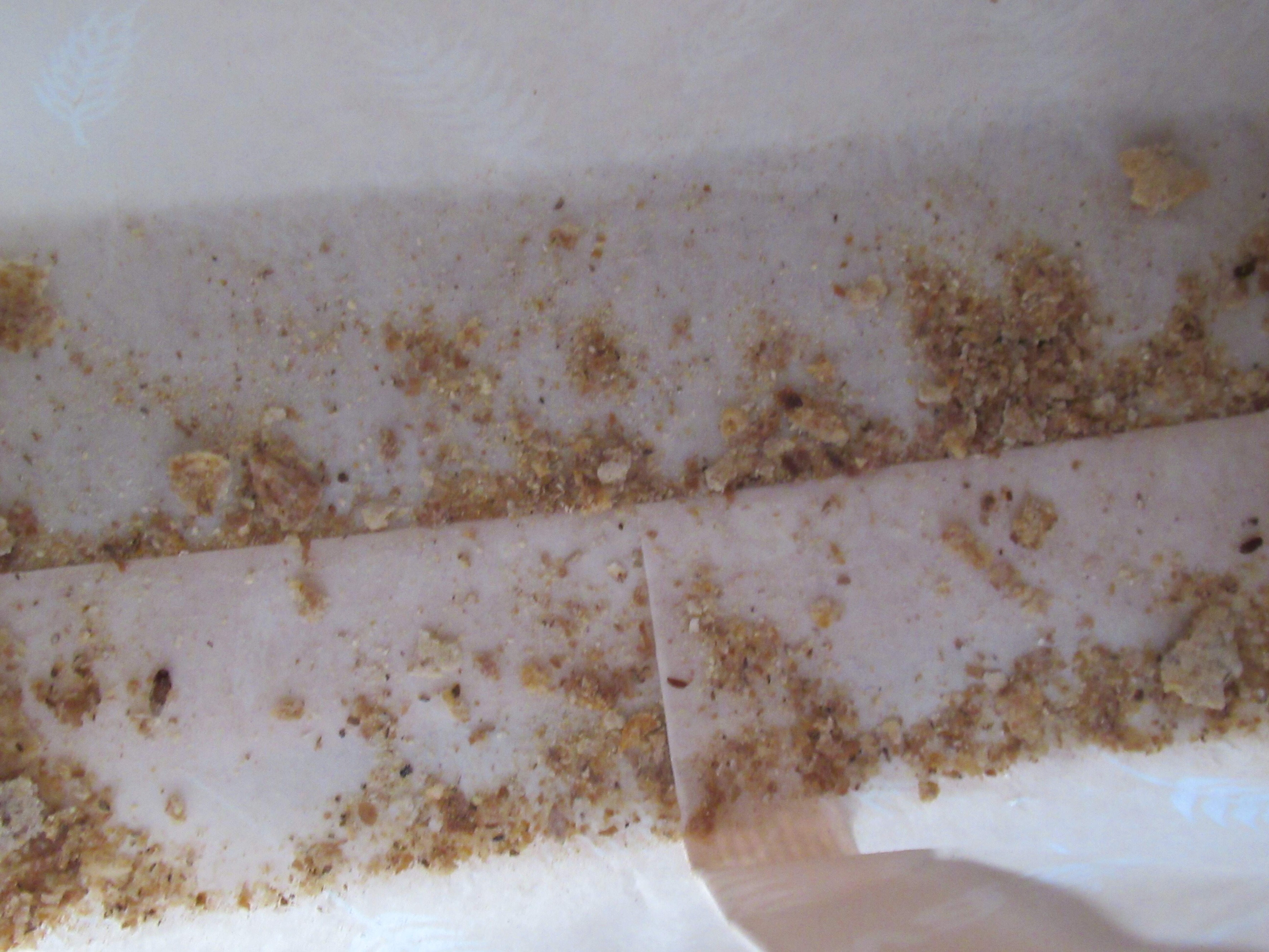 Weevils in Wasa crispbread bag